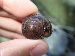 Helminthoglypta umbilicata