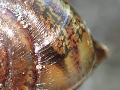 Helminthoglypta umbilicata