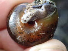 Helminthoglypta umbilicata