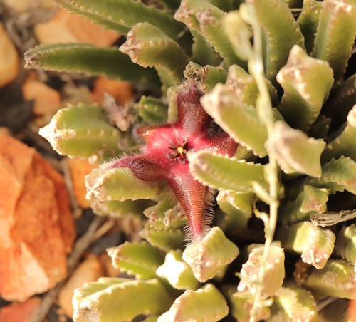 Foto de Flor-cadáver