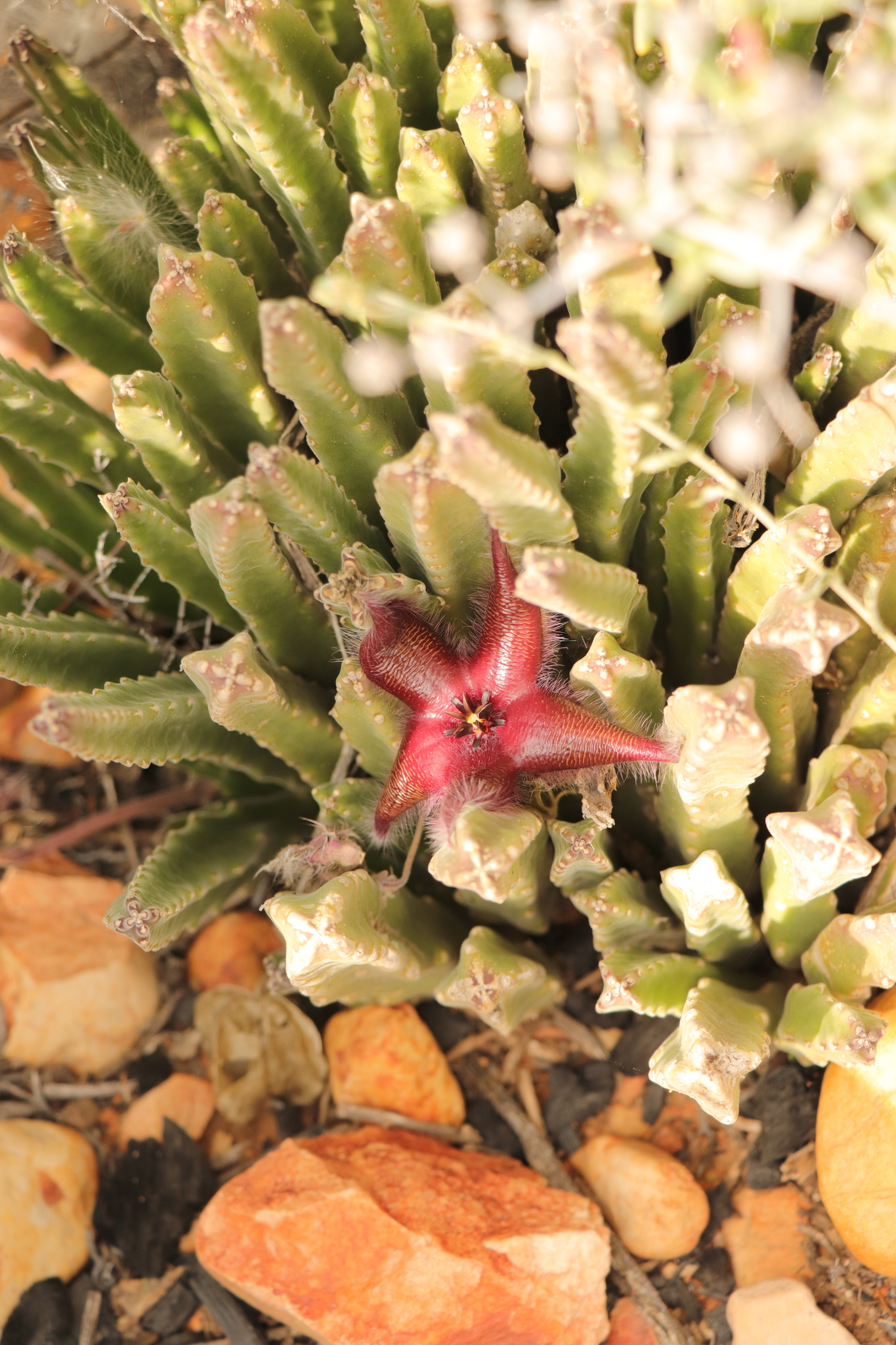 Imagem de Flor-cadáver