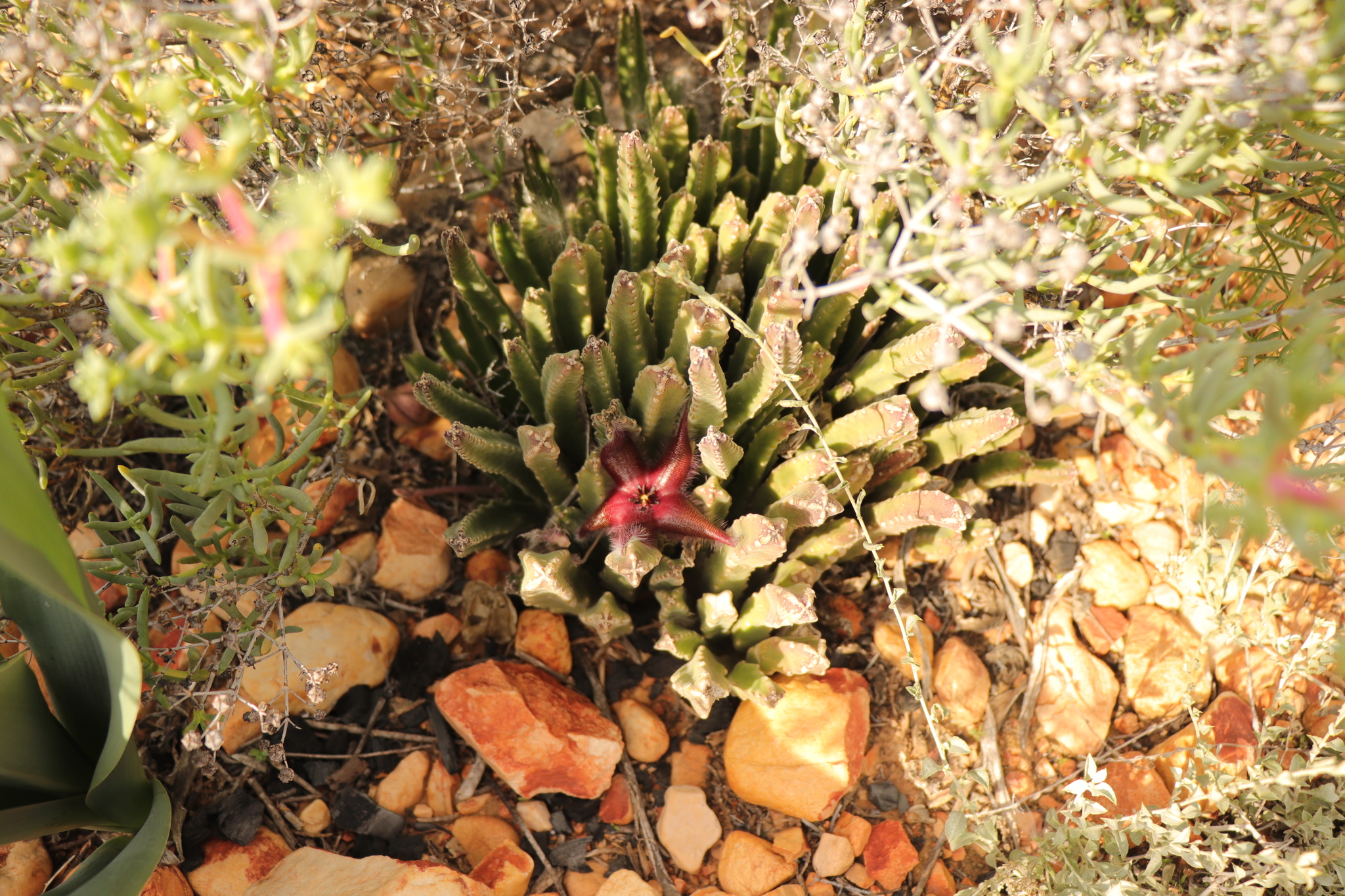 Imagem de Flor-cadáver
