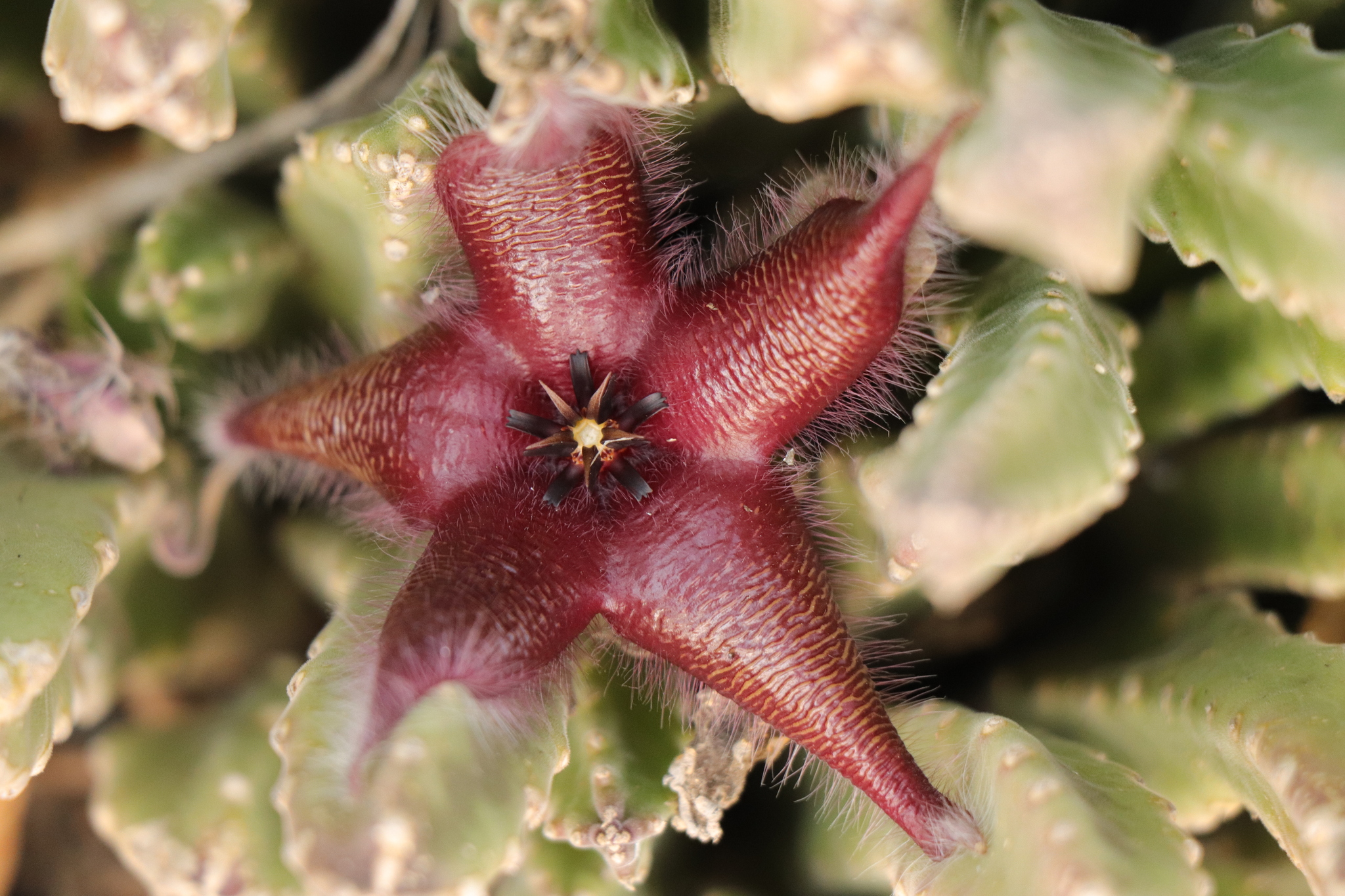 Imagem de Flor-cadáver