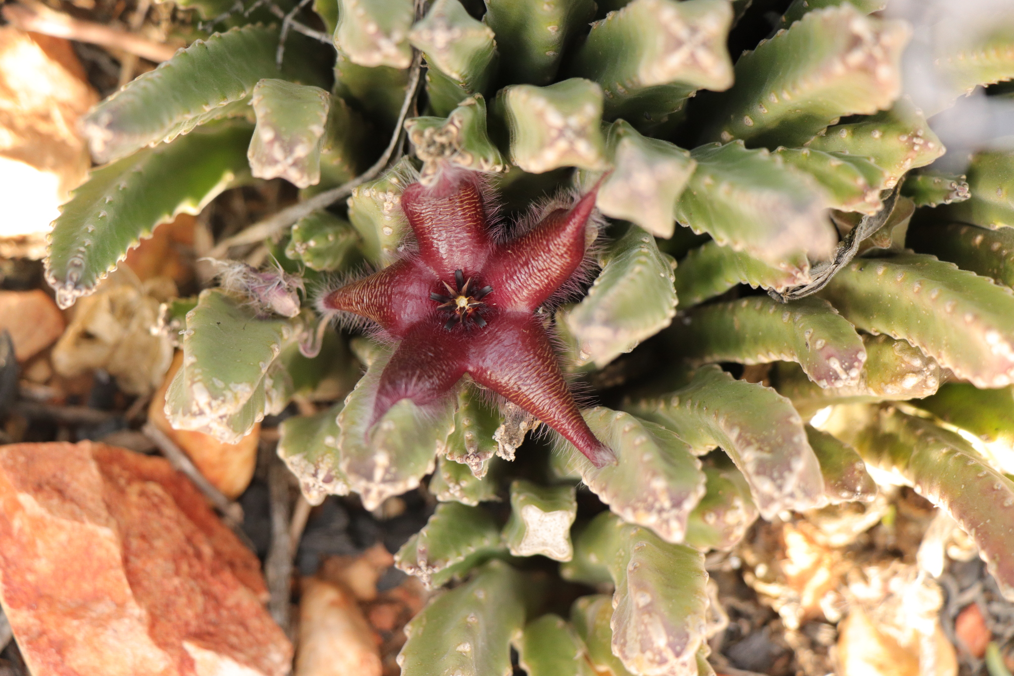 Imagem de Flor-cadáver