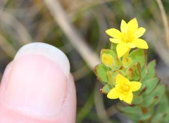 Gnidia juniperifolia