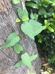 Paederia foetida