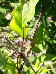 Pucciniaceae