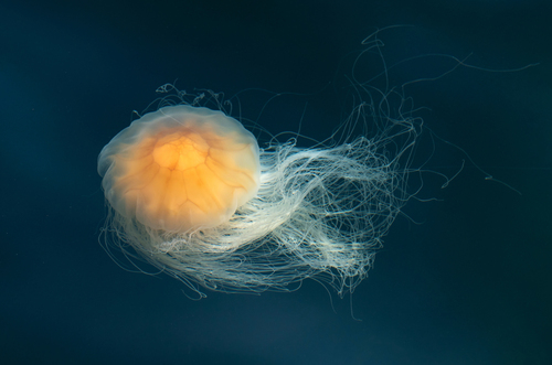 Lion's Mane Jelly (Cyanea capillata), a species recorded in Massachusetts