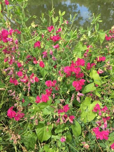 tuberous pea