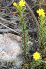 Gnidia juniperifolia