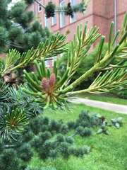Pinus parviflora