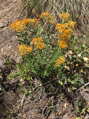 Asclepias tuberosa interior