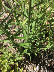Asclepias tuberosa interior