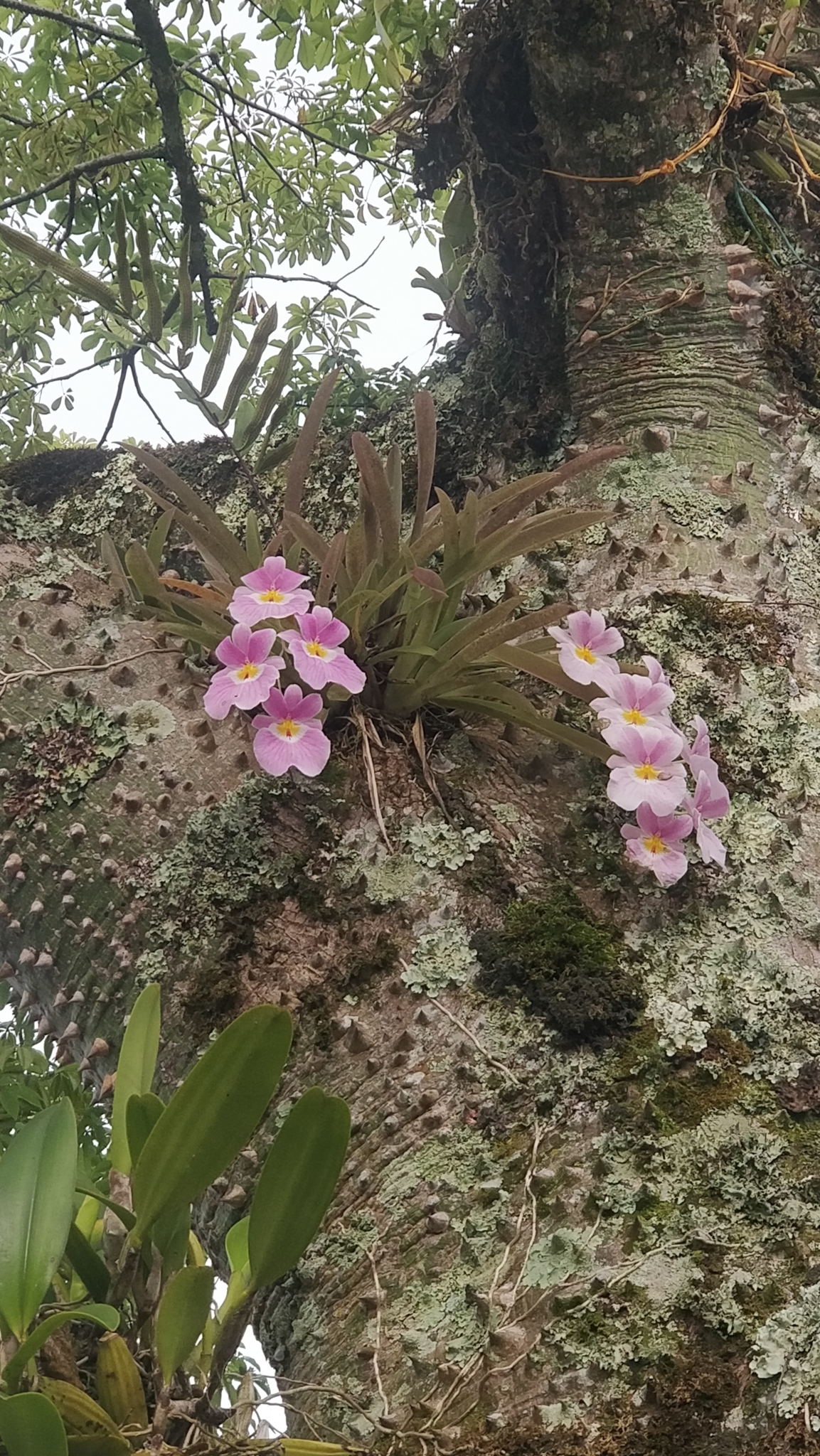 Imagem de Orquídea