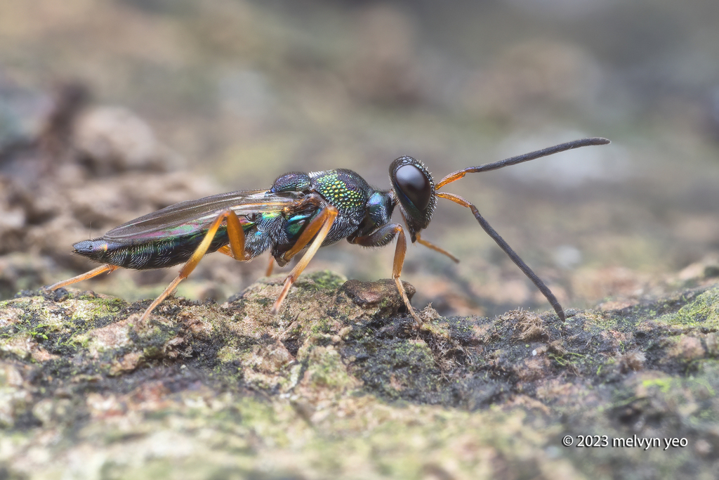 Balcha in October 2023 by Melvyn Yeo · iNaturalist