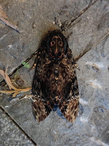 Greater Death's Head Hawkmoth