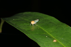 Amblyscarta invenusta