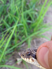 Heterodon nasicus