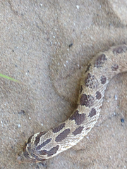 Heterodon nasicus