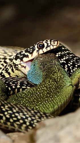 Dark Green Snake, Hierophis viridiflavus