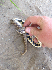 Heterodon nasicus