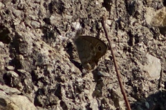 Lasiommata schakra