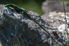 Iberolacerta monticola