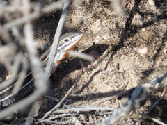 Aspidoscelis hyperythrus beldingi