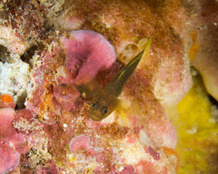 Priolepis aureoviridis