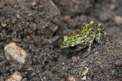 Eleutherodactylus marnockii