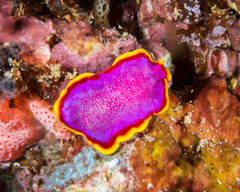 Pseudoceros ferrugineus