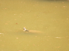 Mauremys leprosa leprosa
