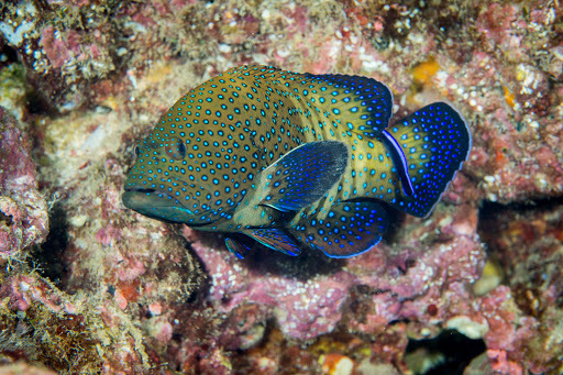 Photo of Peacock grouper (Cephalopholis argus)