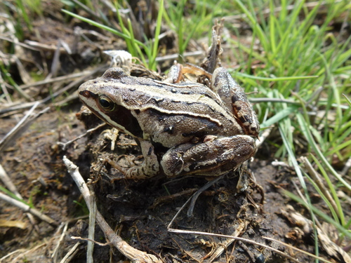 Moor Frog