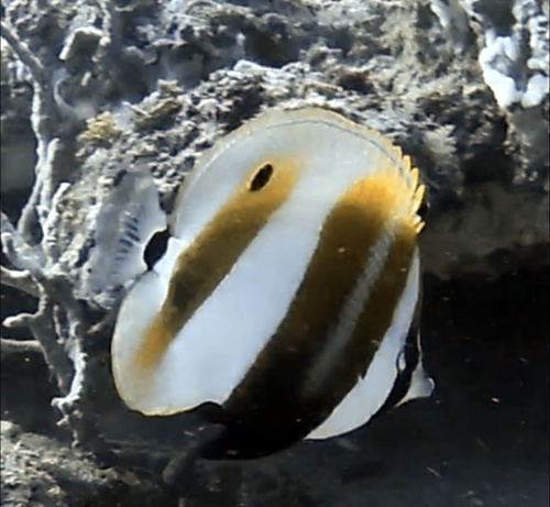 Orangebanded Coralfish (Coradion chrysozonus)