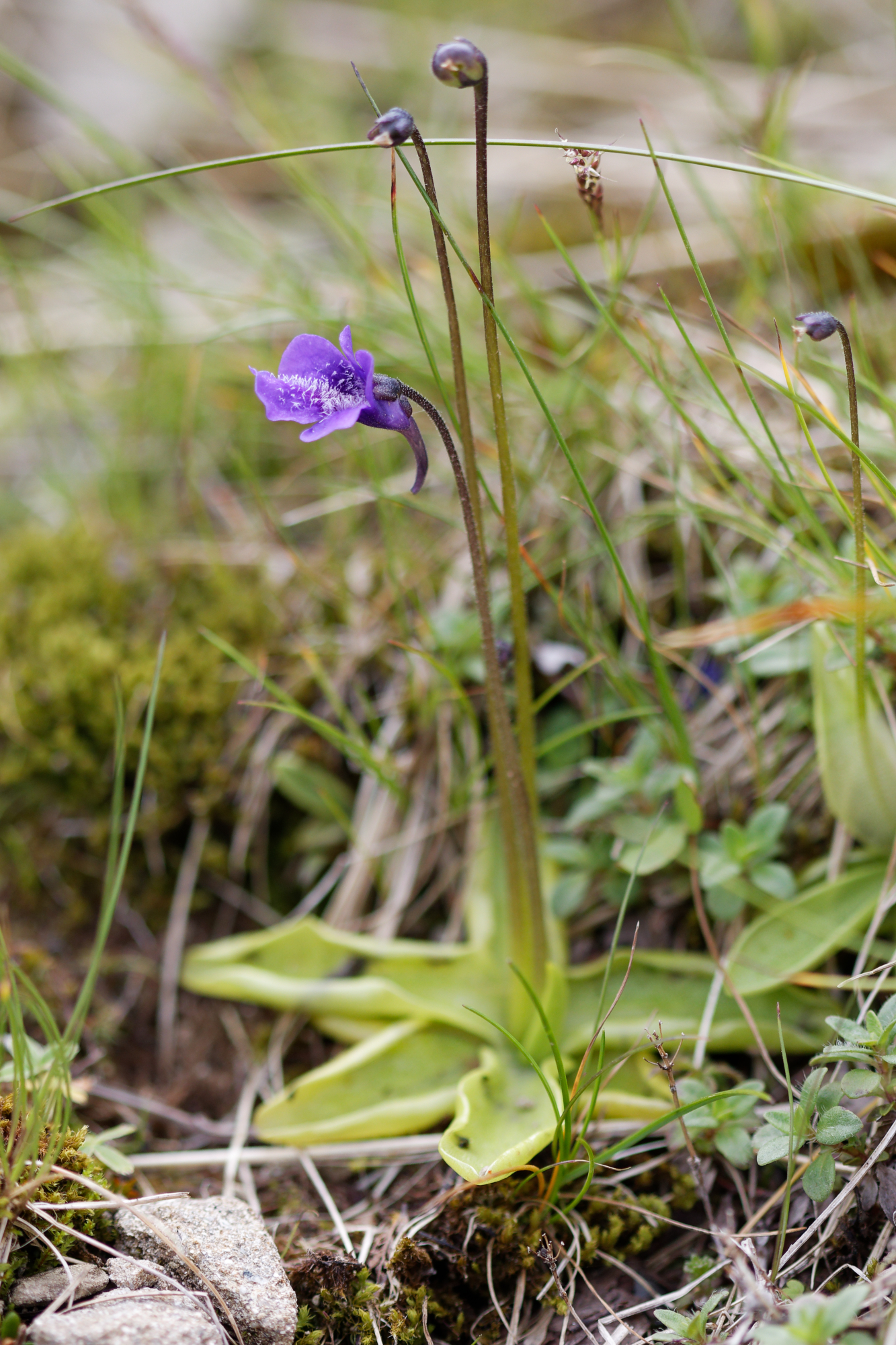 Pinguicula apuana Casper & Ansaldi 3
