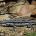 Texas Tree Lizard - Photo (c) John Sullivan, some rights reserved (CC BY-NC), uploaded by John Sullivan