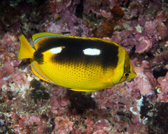 Chaetodon quadrimaculatus