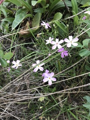 Phlox longifolia