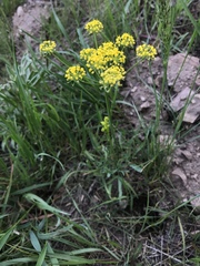 Lomatium triternatum