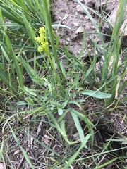 Lomatium triternatum