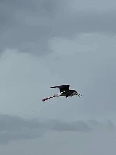Black-winged Stilt