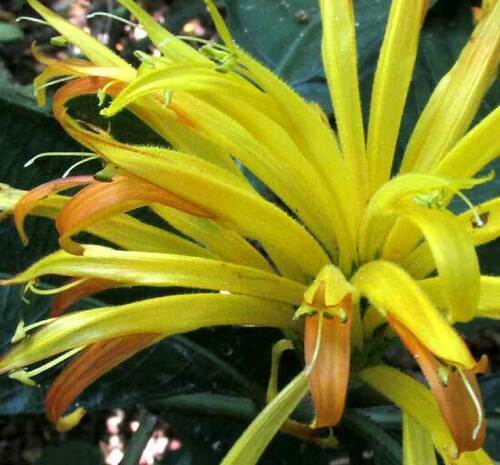 Justicia fimbriata