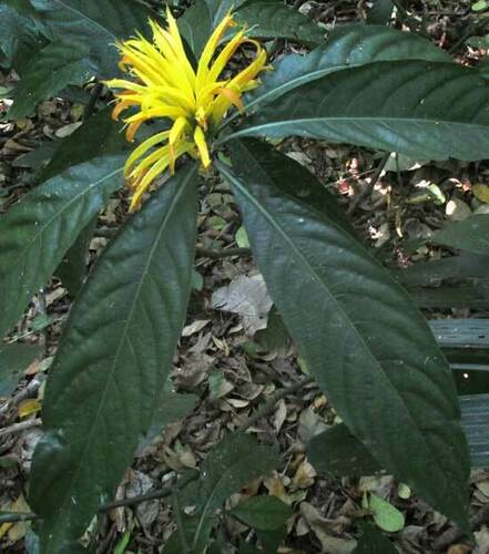 Justicia fimbriata, photograph 1