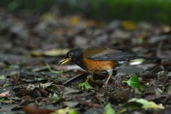 Izu Thrush photo 4