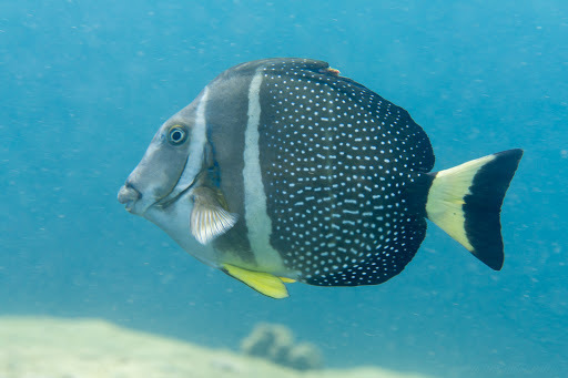 Doctorfish (Acanthurus chirurgus) · iNaturalist