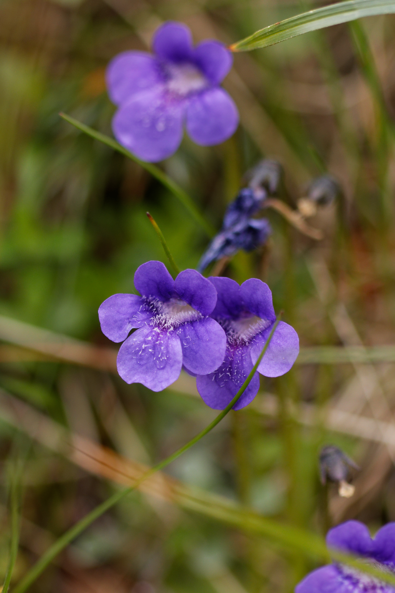 Pinguicula apuana Casper & Ansaldi 4