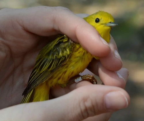 iNaturalist observation photo of Northern Yellow Warbler