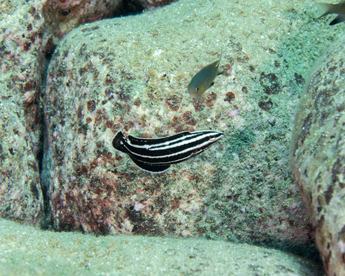 Yellowstripe coris (Coris flavovittata) — Labridae — 3