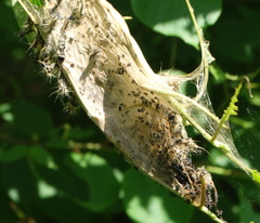 Malacosoma americana